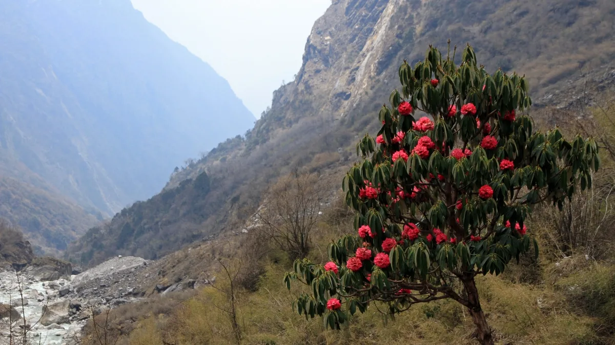 best-season-for-acap