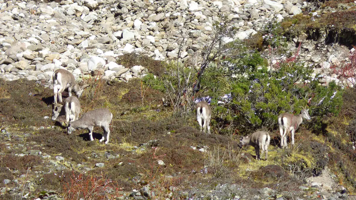 blue sheep in annapurna conservation area