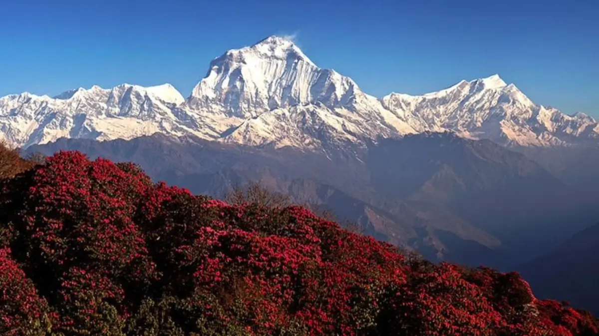 ghorepani-poonhill-trek-in-spring
