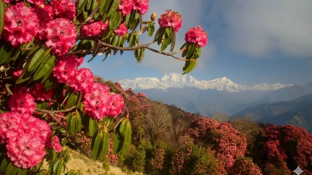 rhododendron-bloom-at-ghorepani-poonhill