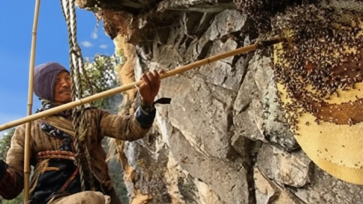 honey-hunter-in-sinuwa