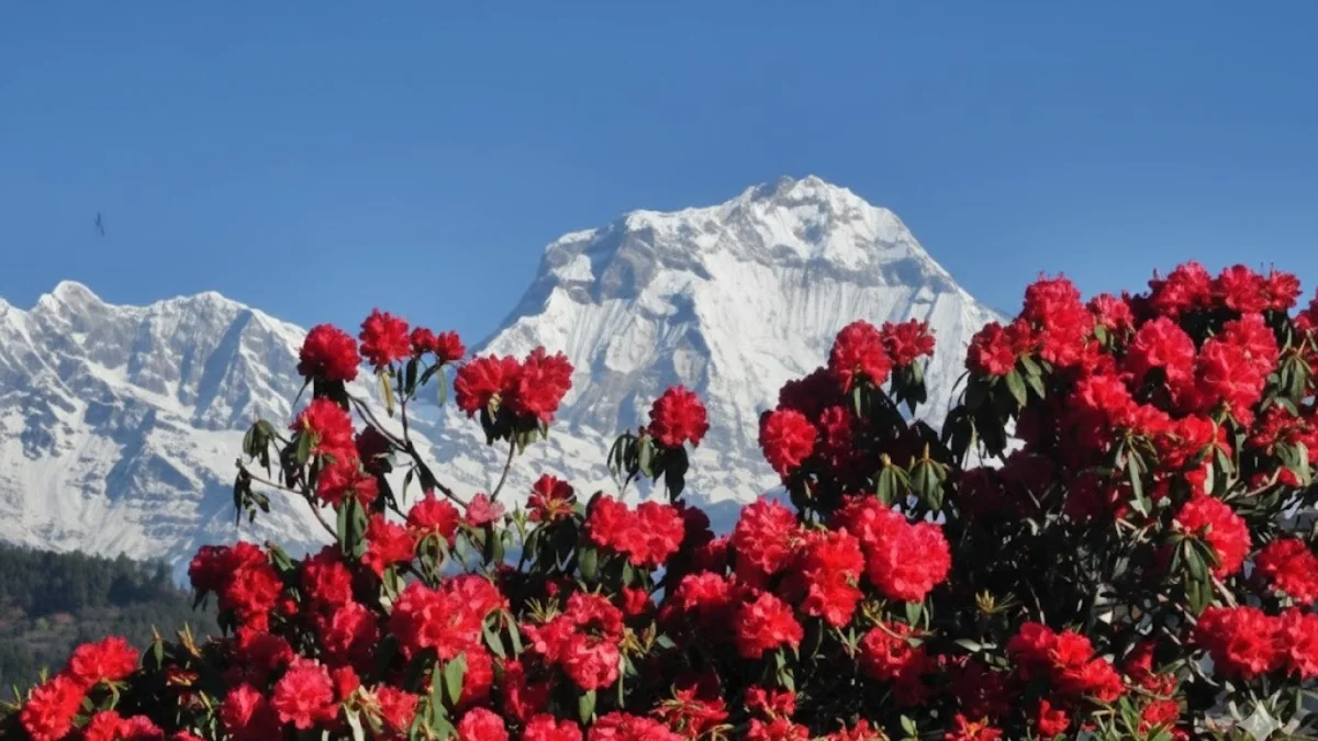 rhododendron-bloom-on-mardi-trial