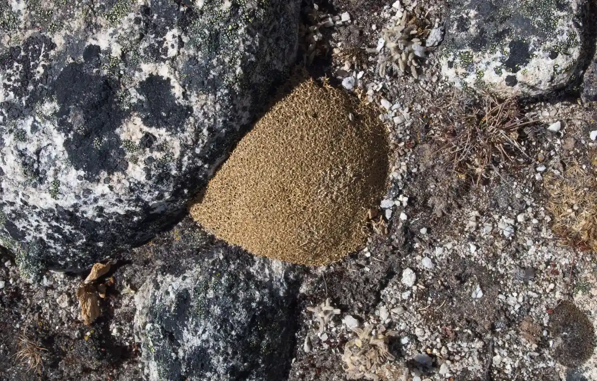 black-rock