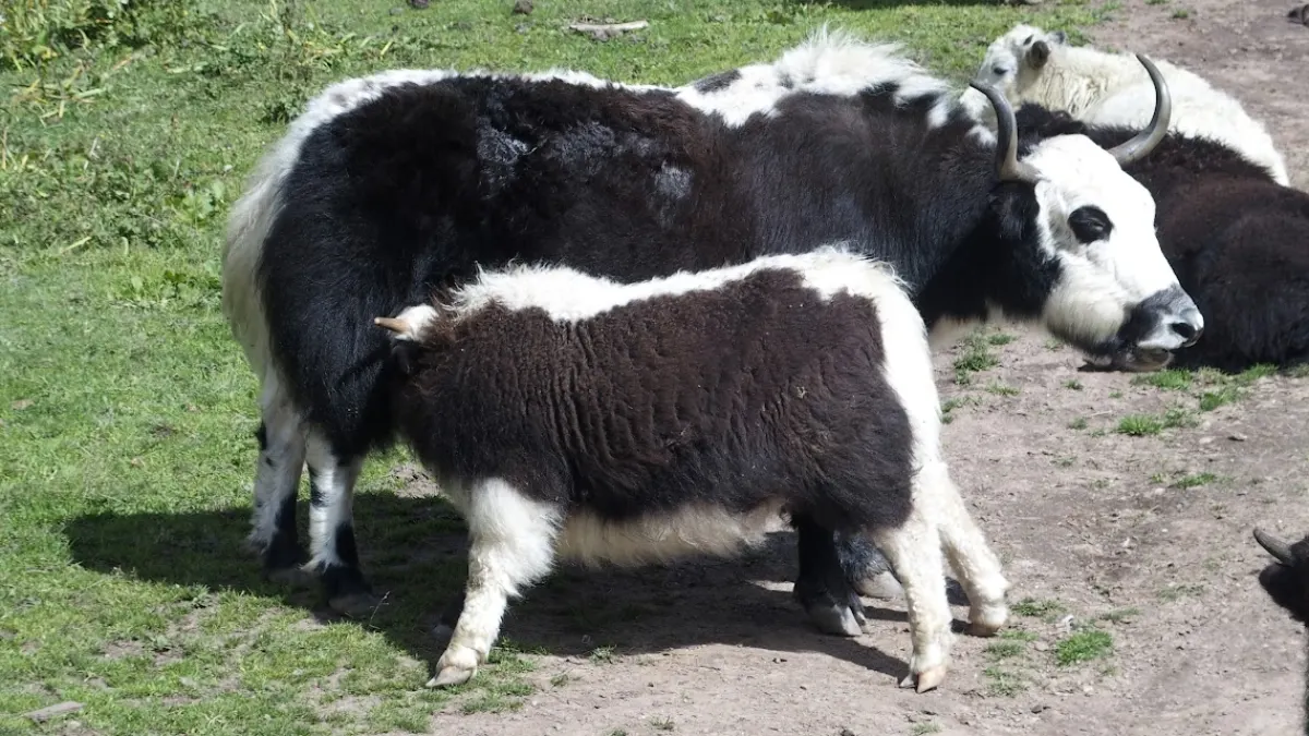 langtang-national-park