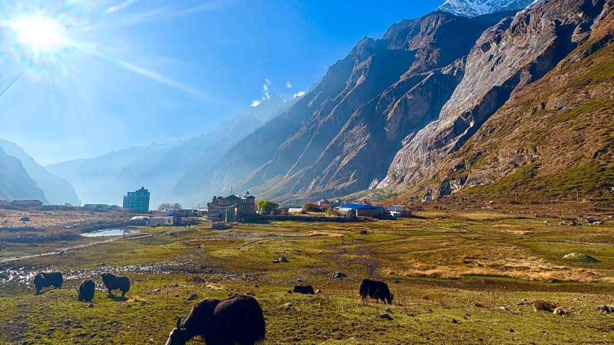 yaks-in-the-langtang-gosaikunda-trek