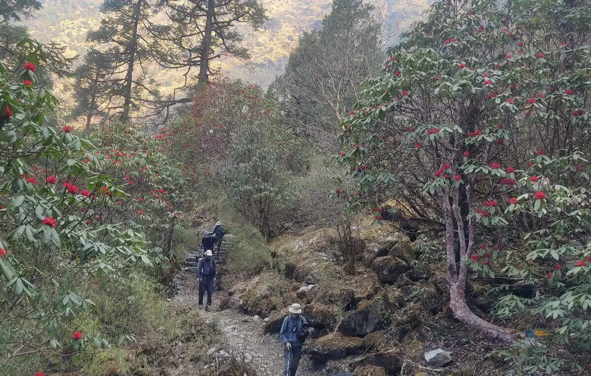 rhododendron-forest-during-langtang-trek