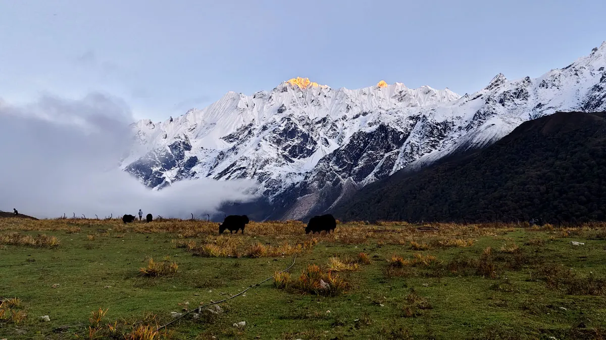 yak grazing in monsoon in langtang valley