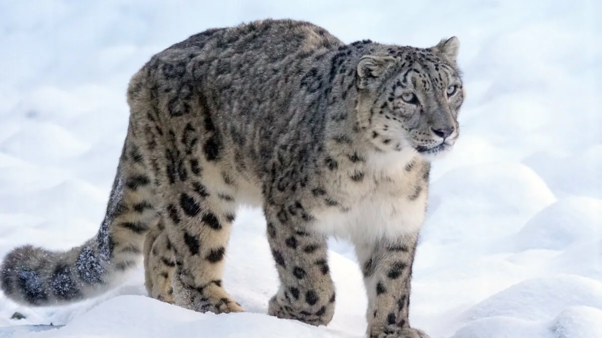 snowleopard-in-manaslu-conservation-area