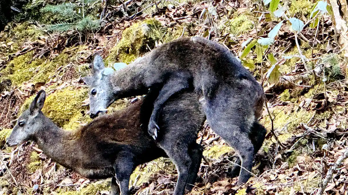 Himalayan musk deer (Moschus leucogaster)