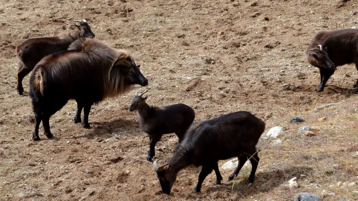 The Himalayan Tahr (Hemitragus jemlahicus)