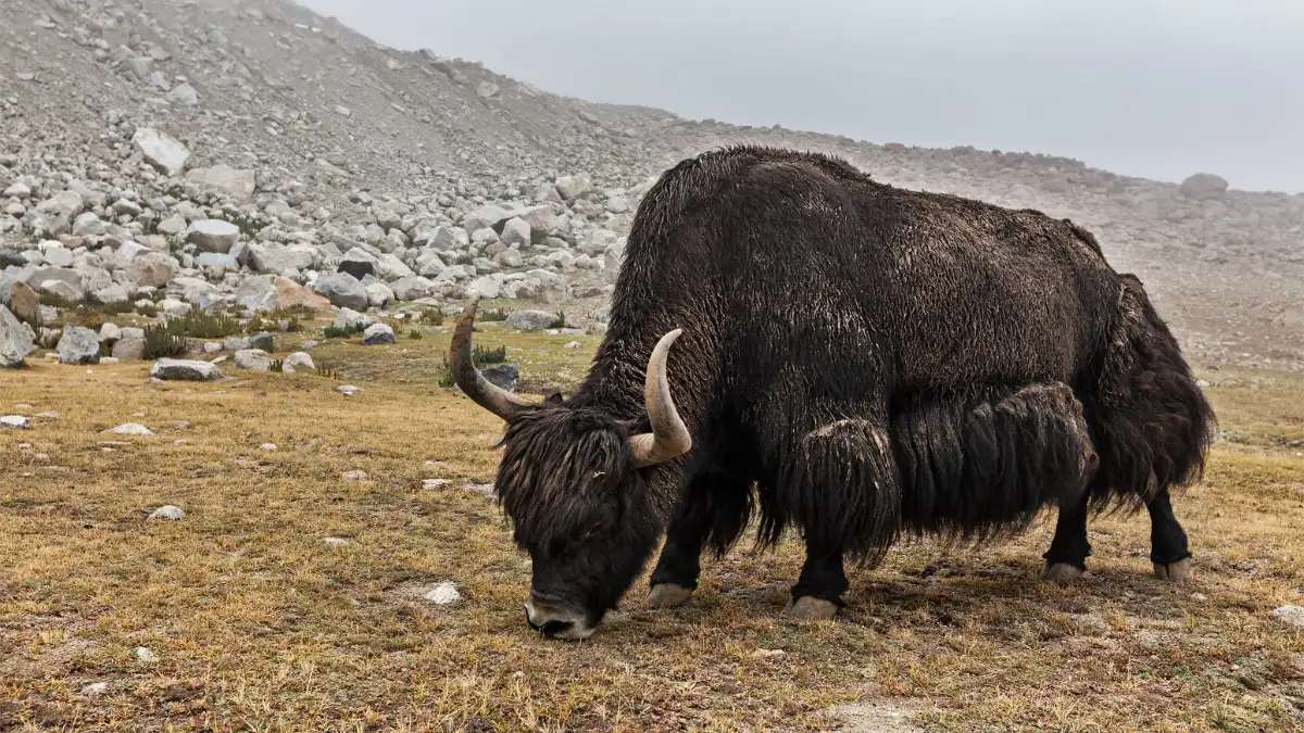 nepali-yak