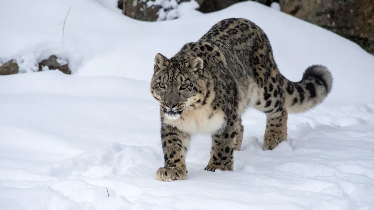snow-leopard