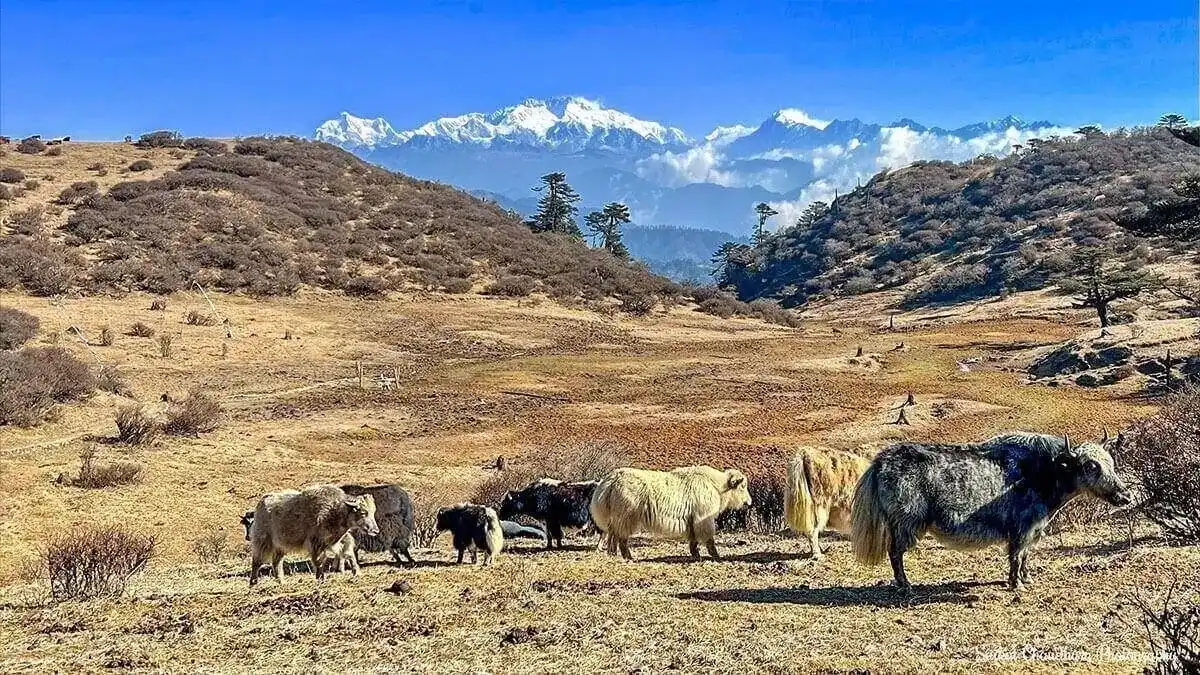 kanchenjunga-base-camp-trek-wildlife