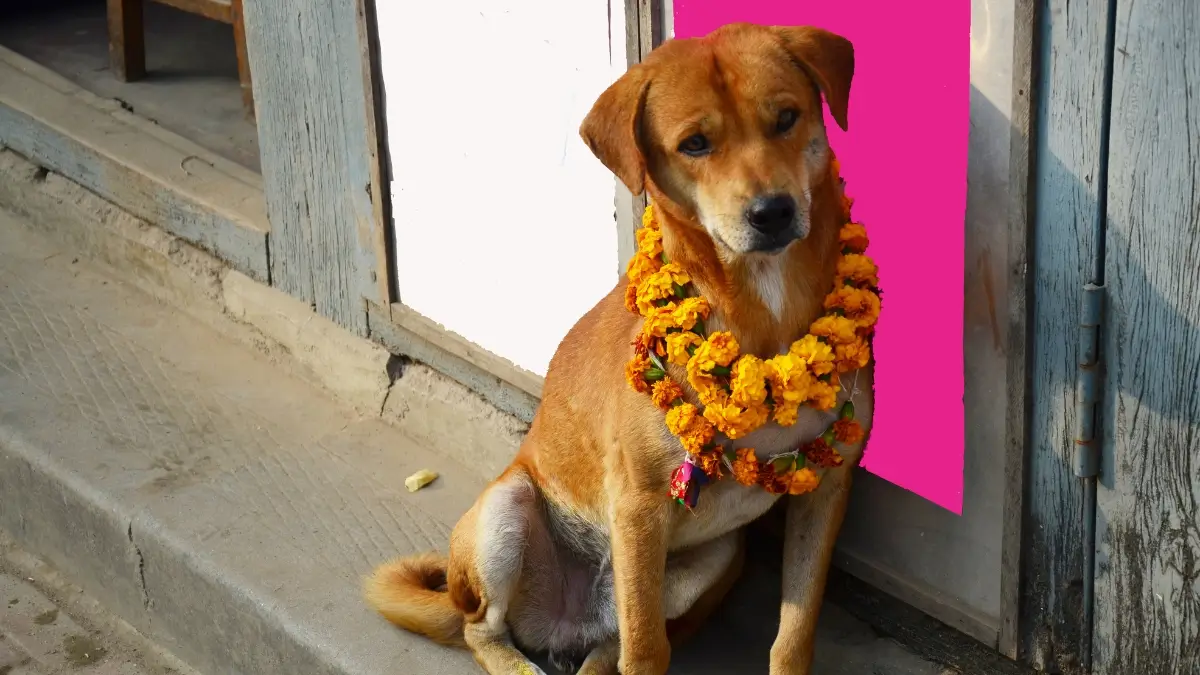 kukur-tihar-in-nepal