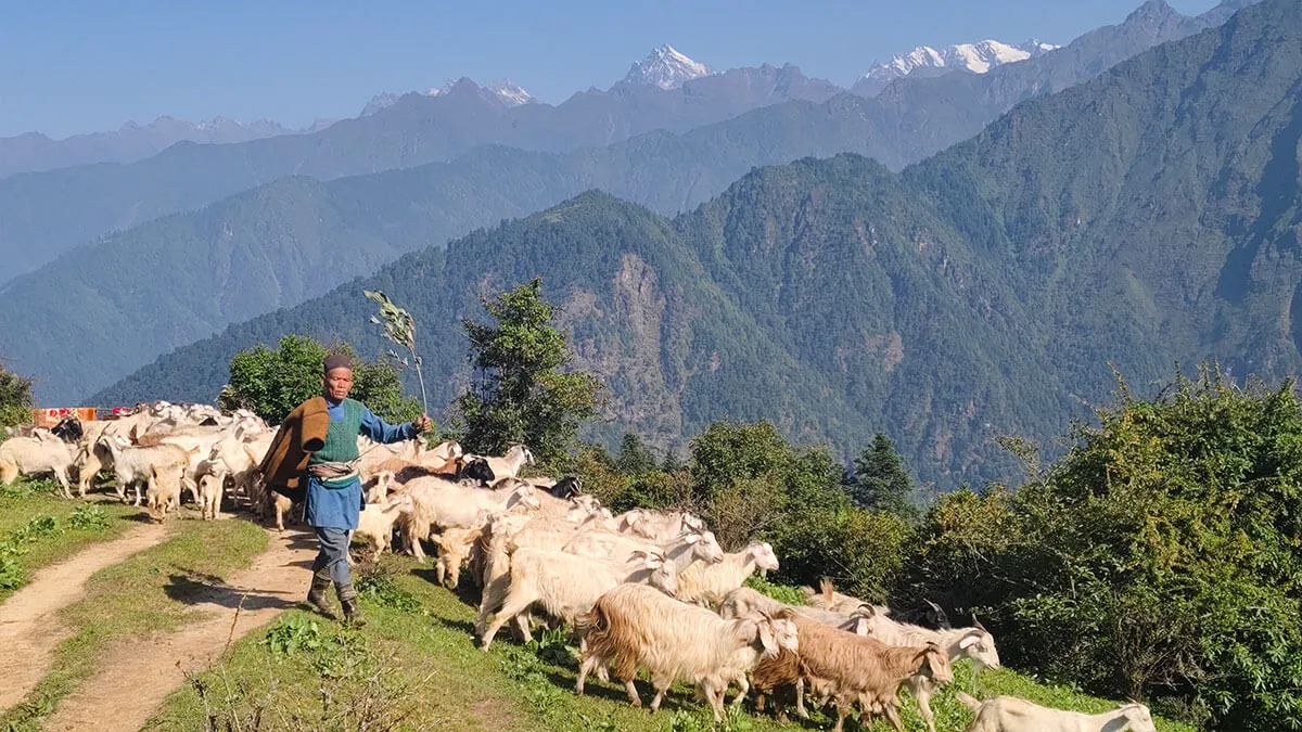 mountain goat and sheep herding buy local