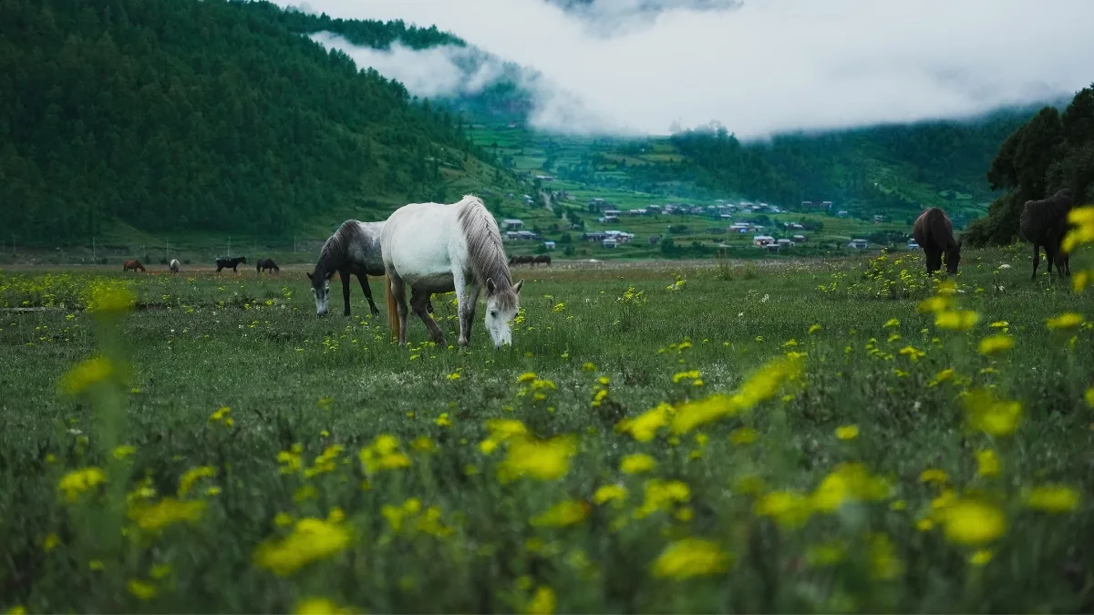 spring-trek-in-gandaki-province