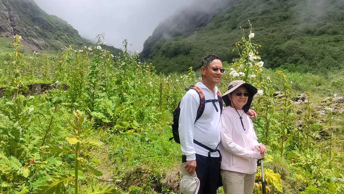 blooming alpine flower in annapurna during monsoon season