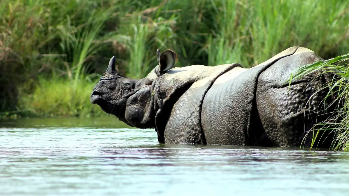 rhino-in-chitwan-national-park