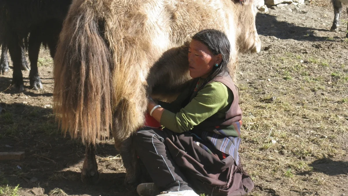 dolpo-people
