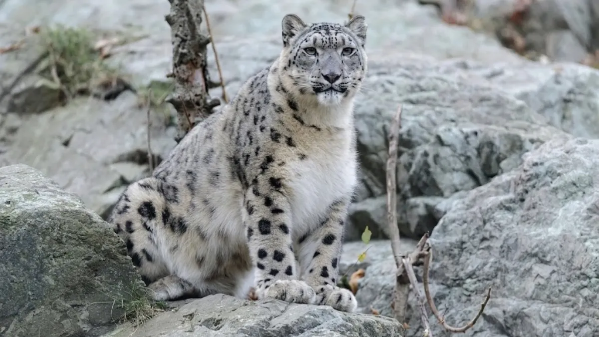snow-leopard
