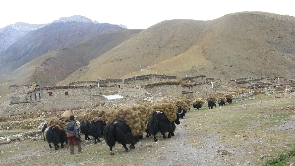 lower-dolpo-yaks