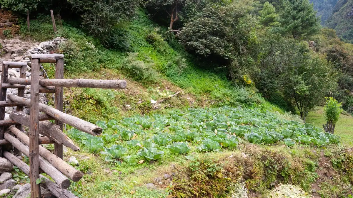 cabbage-farming-at-khumbu