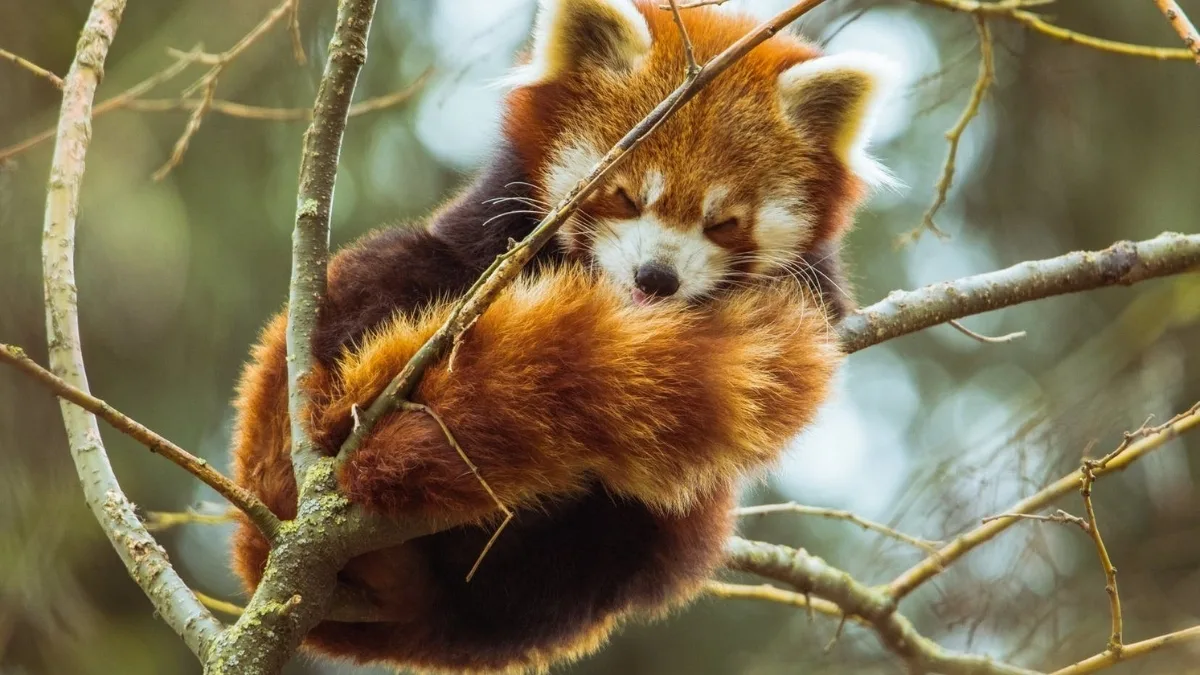 biodiversity-at-makalu-barun-national-park